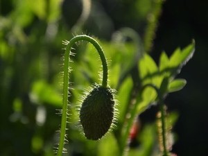 完美世界风车动漫免费观看