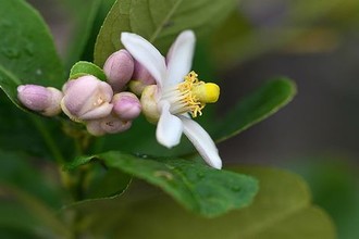 我爱我家手抄报