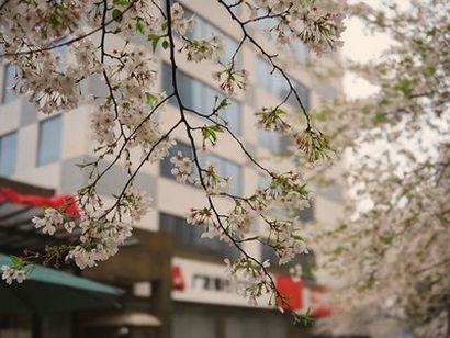 日本孕妇顺产在家生产