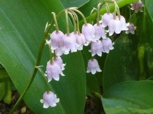 水着彼岸樱花动漫